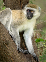 Vervet Monkey
