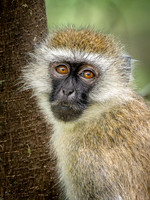 Vervet Monkey