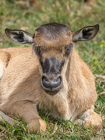Wildebeest Calf
