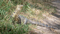 Nile Monitor