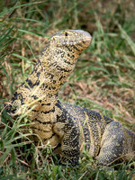 Nile Monitor