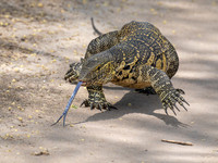 Nile Monitor
