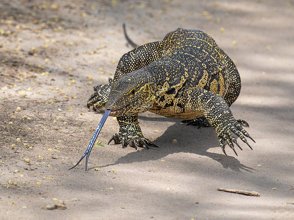 Nile Monitor