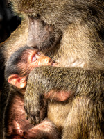 Olive Baboons