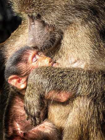 Olive Baboons
