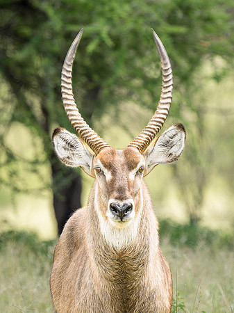 Waterbuck Male