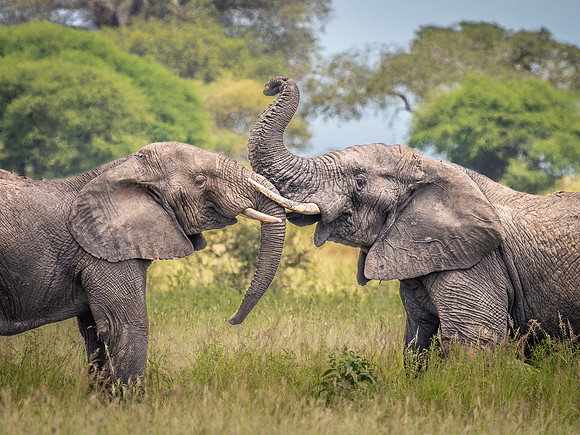 Elephants