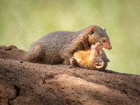 Dwarf Mongoose