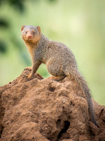 Dwarf Mongoose