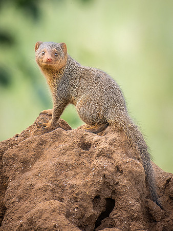 Dwarf Mongoose
