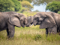 Elephants