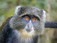 Blue Monkey