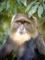 Blue Monkey