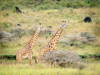 Giraffe