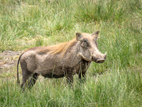 Warthog