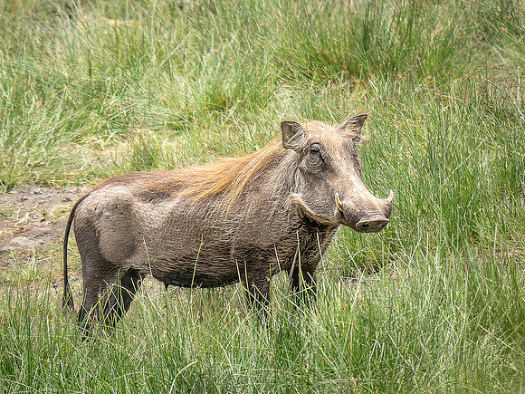 Warthog
