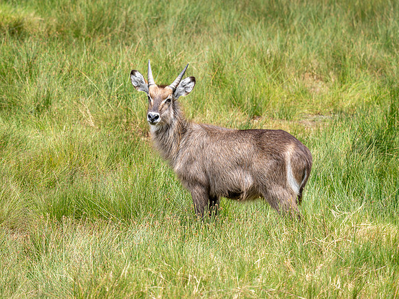 Waterbuck, Juvenile Male