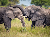 Elephants