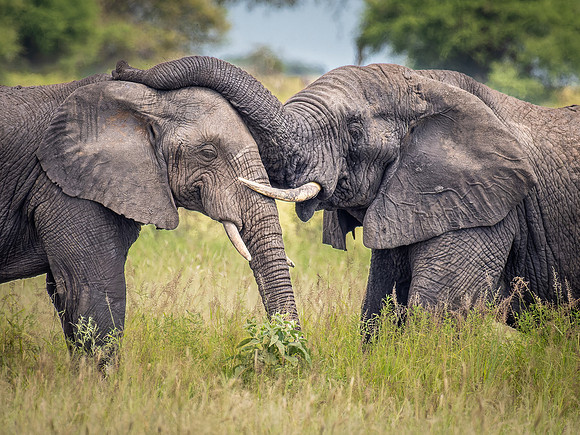 Elephants
