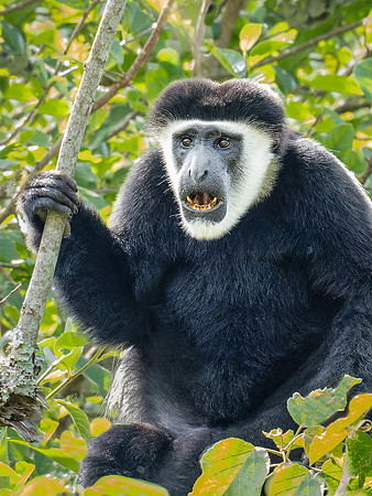 Black & White Colobus Monkey