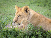 Lioness