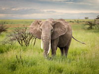 Bull Elephant