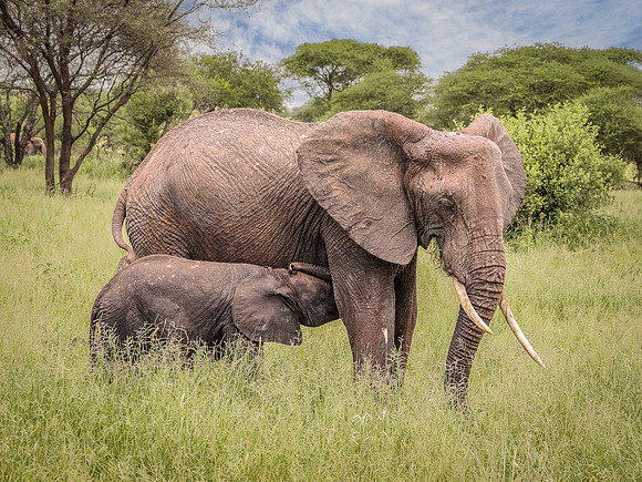 Baby Elephant Nursing