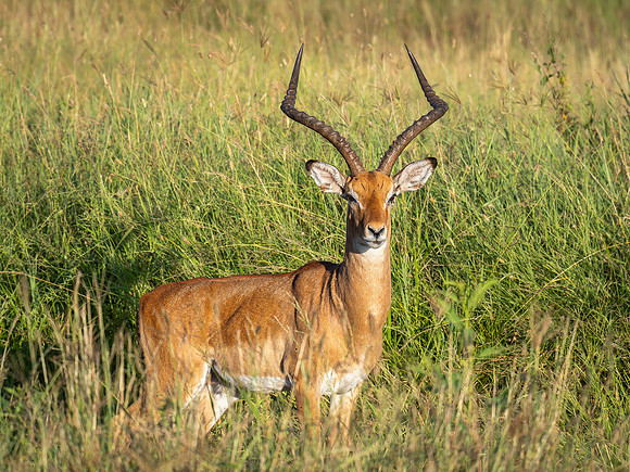 Impala