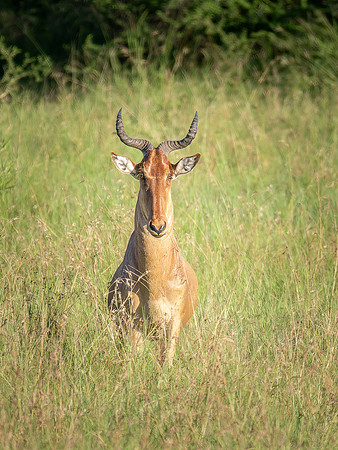 Hartebeest Antelope