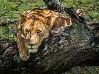 Lioness in a Tree