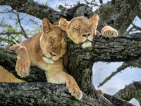 Lionesses in a Tree
