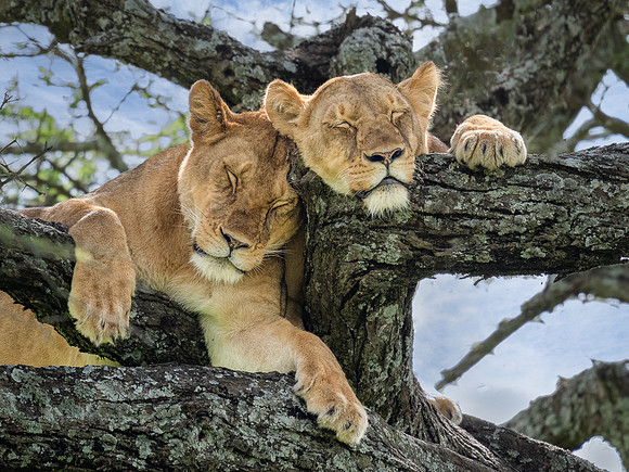 Lionesses in a Tree