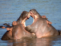 Hippopotamus