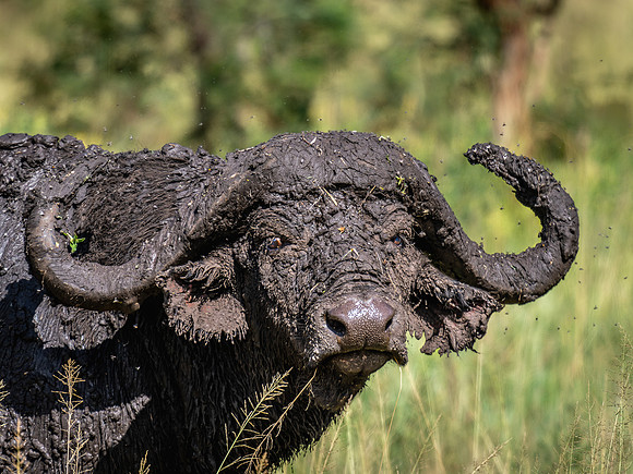 Cape Buffalo