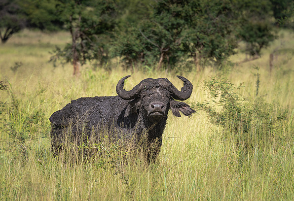 Cape Buffalo