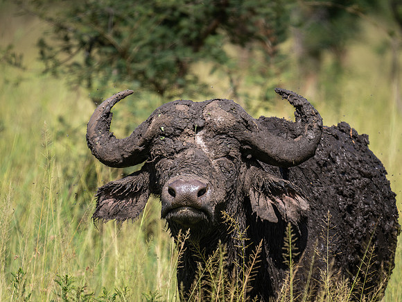 Cape Buffalo