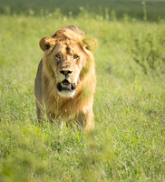 Male Lion