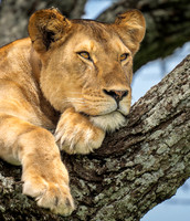 Lioness