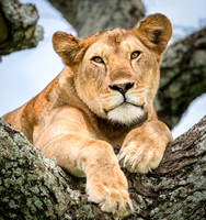 Lioness