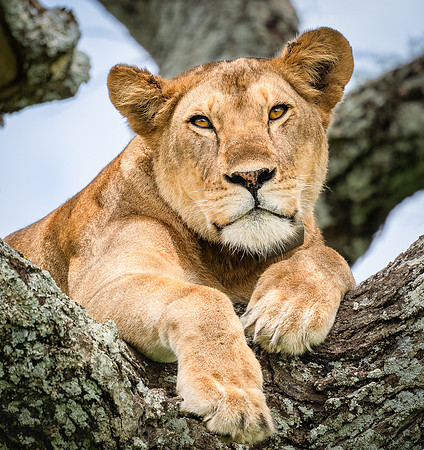 Lioness
