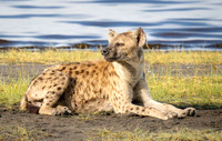 Spotted Hyena