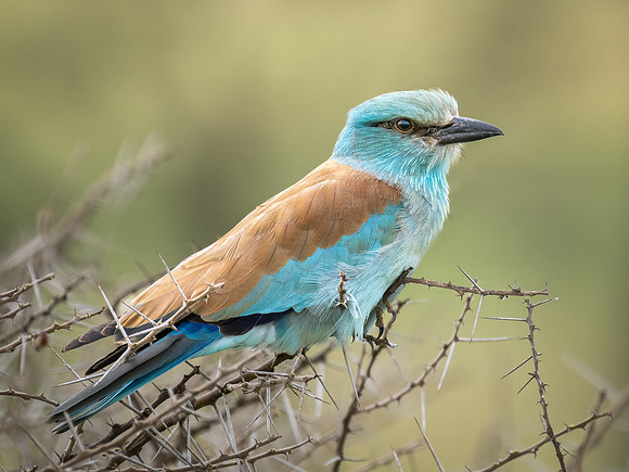 Russian Roller