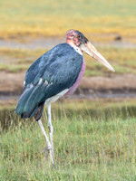 Marabou Stork