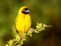 Bertram's Weaver