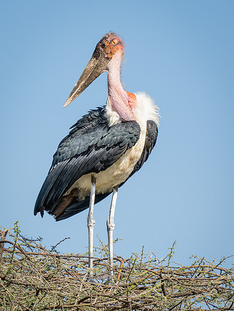Marabou Stork