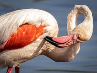 Flamingos