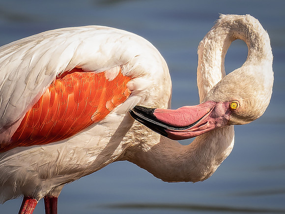 Flamingo