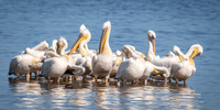 Pelicans