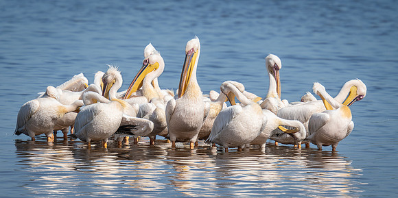 White Pelicans