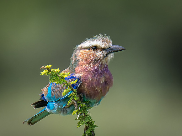 Lilac-Breasted Roller